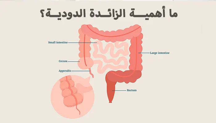 ما وظيفة الزائدة الدودية؟ دورها في صحة الأمعاء والمناعة